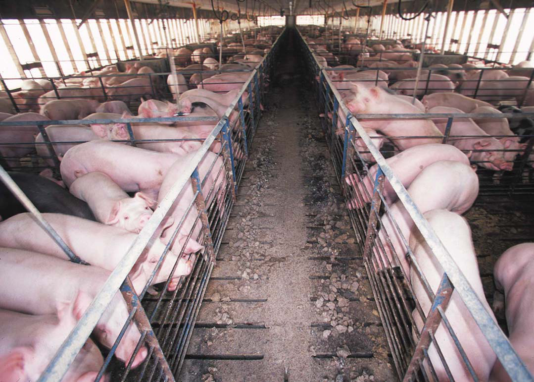 Projet d’extension d’élevage porcin à Guignen : réaction du groupe local EELV Sud et Ouest de Rennes